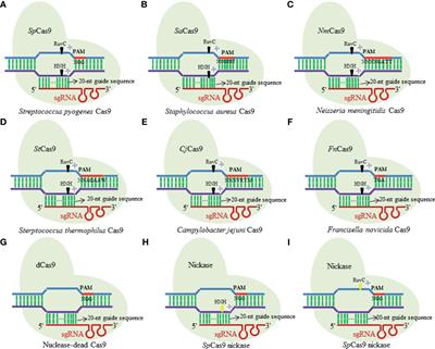 The Use of CRISPR/Cas9 as a Tool to Study Human Infectious Viruses